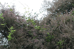 Congea tomentosa